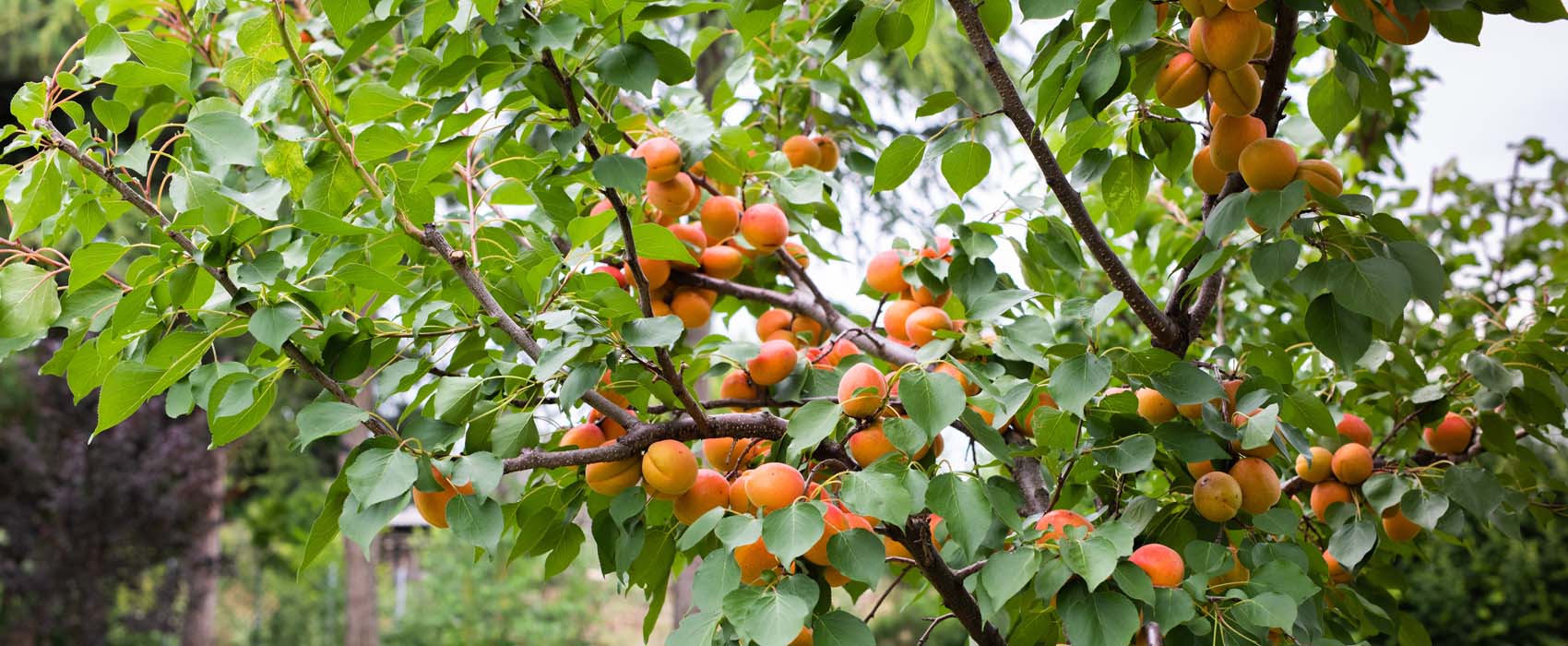 arbres fruitiers