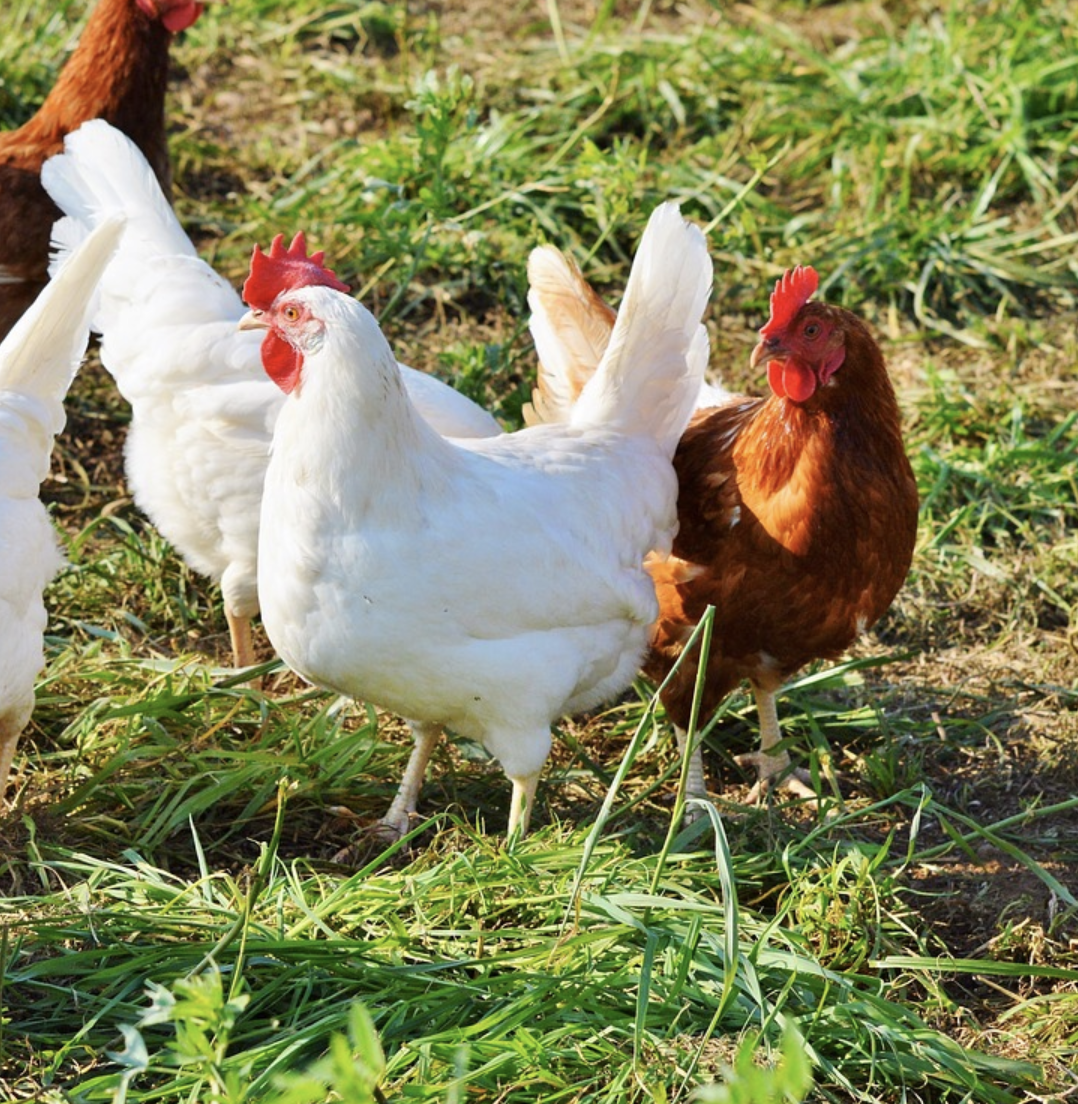 A Mérignac, près de 24 000 poules, bien dans leurs plumes 