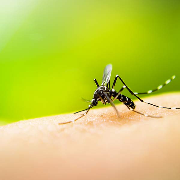 La lutte contre les moustiques est lancée