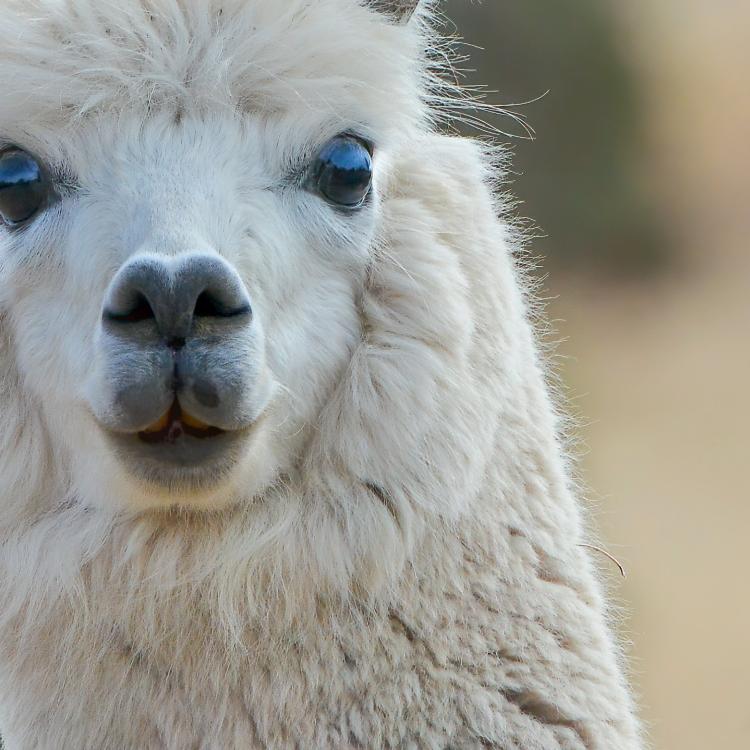 Visite de la ferme pédagogique des lamas de Brandacot