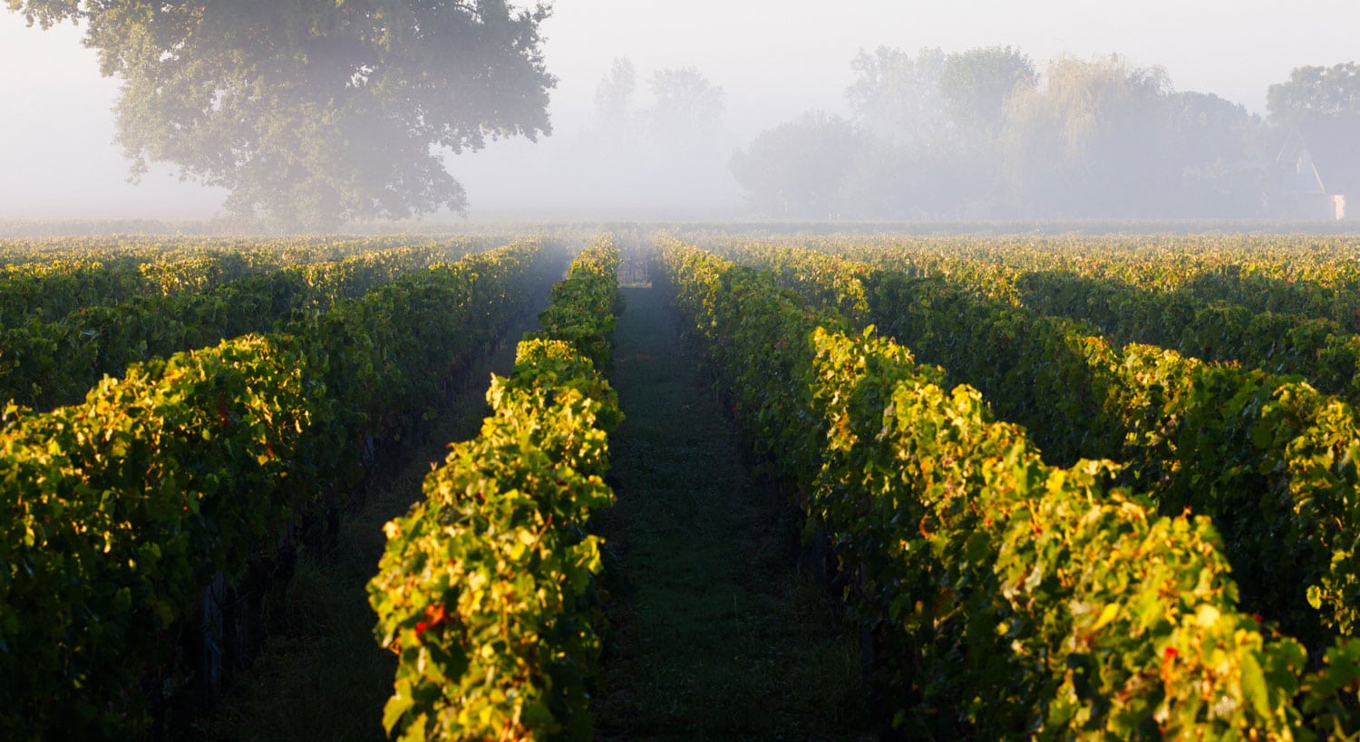 Chateaux Viticoles Merignac