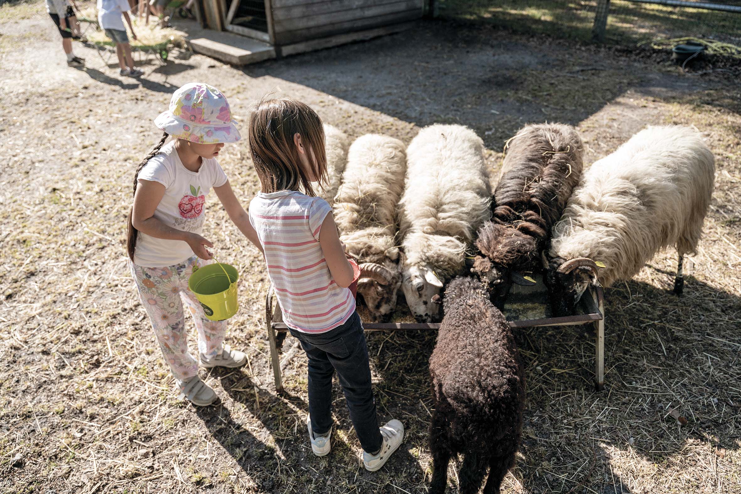 moutons et enfants