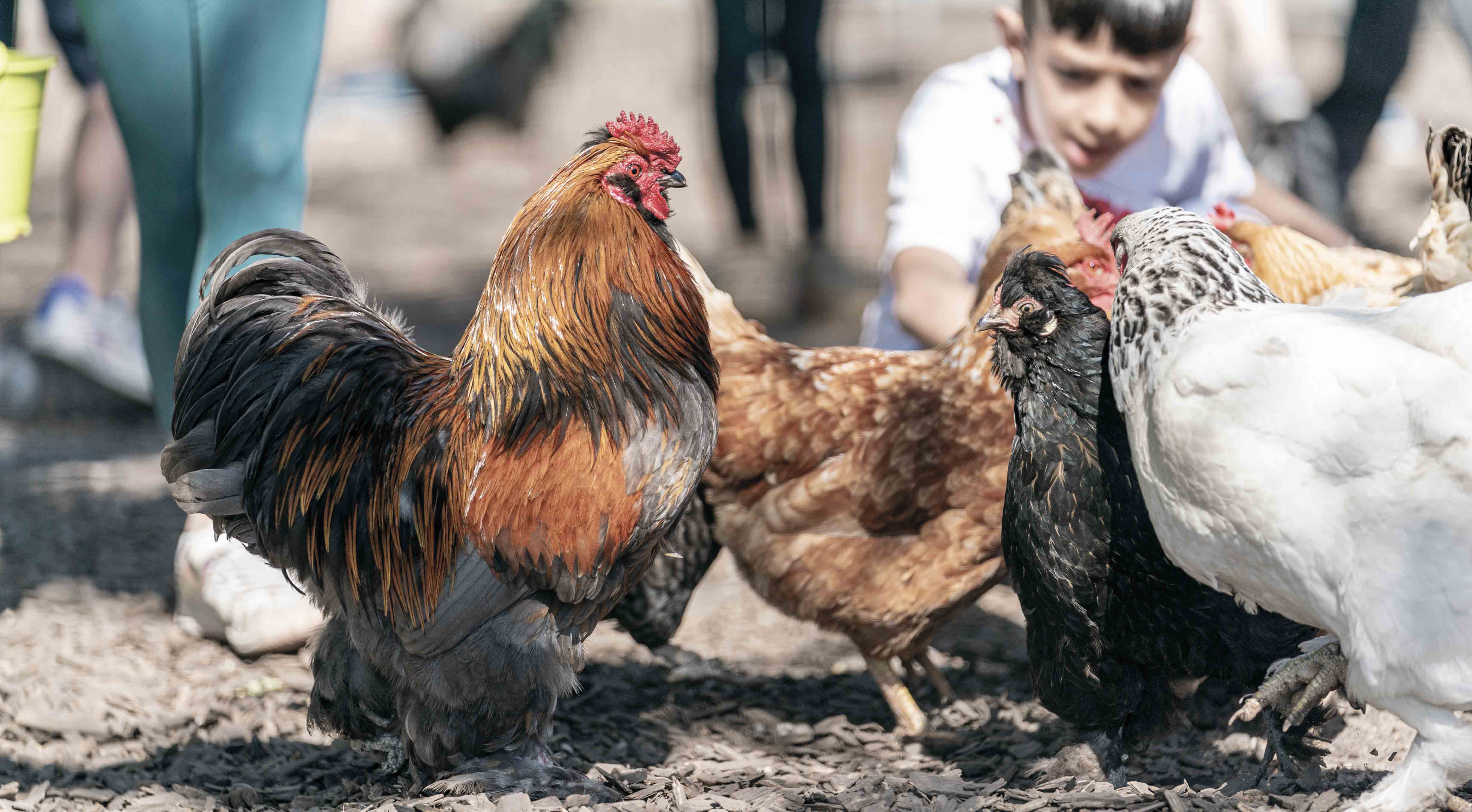 Mérignac sensible à la condition animale