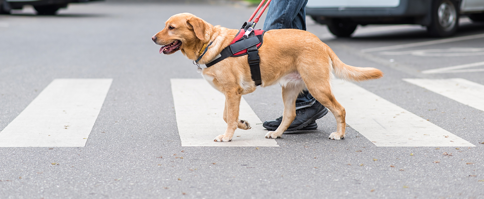 Les chiens-guides de l’école Aliénor ont leur propre timbre !