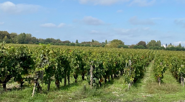 Vignes