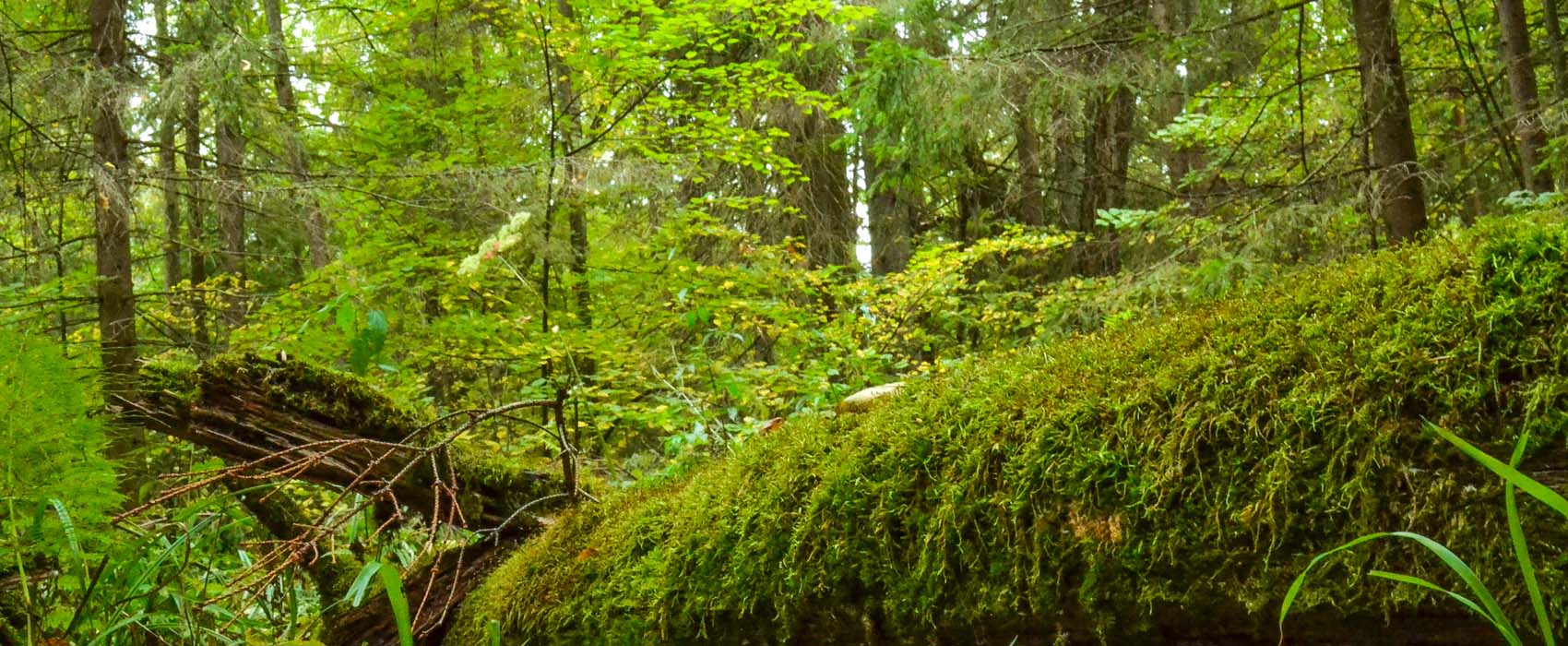 biodiversité