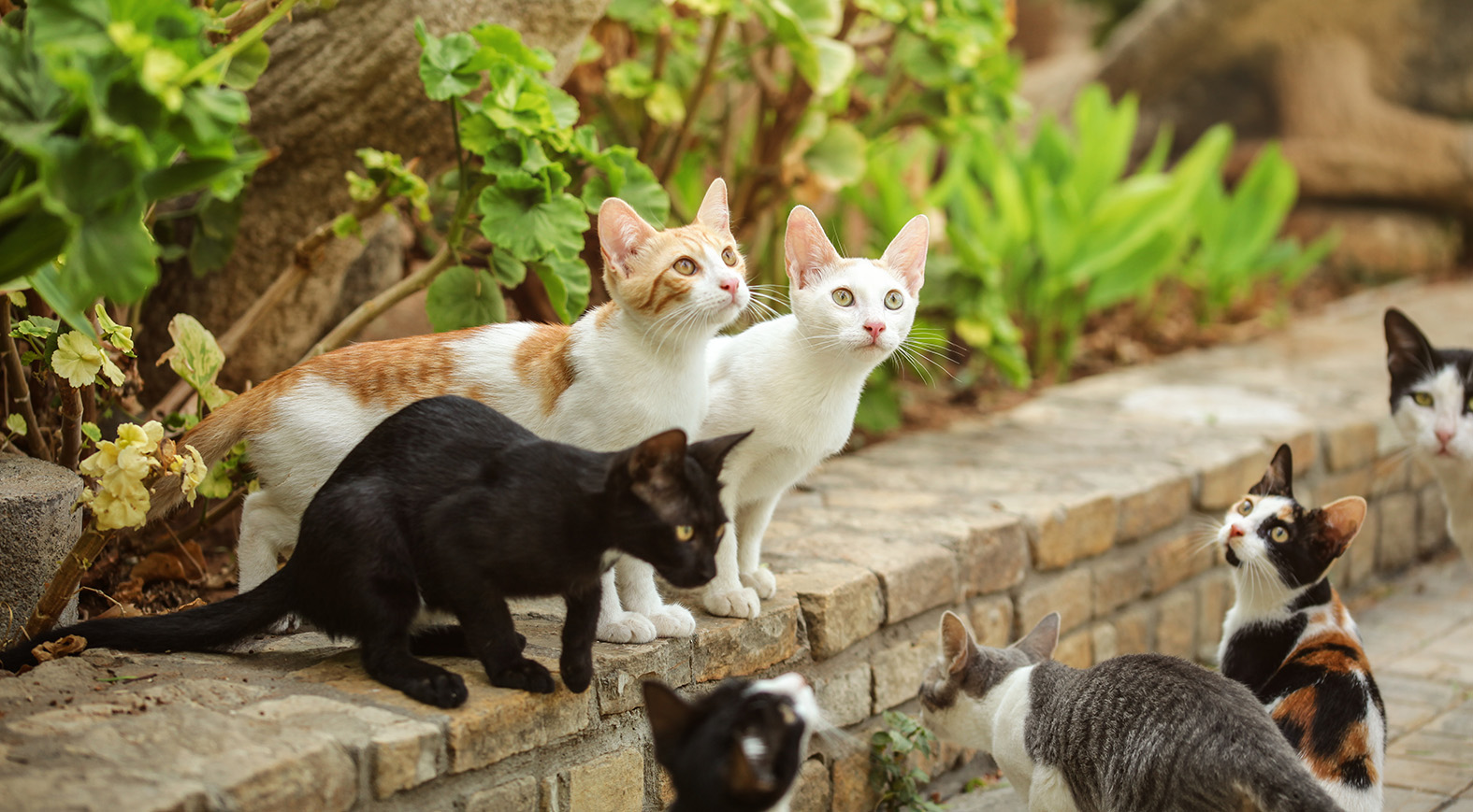 Les associations Mérignac Chats Errants et Potron Minet ont besoin de vous ! 