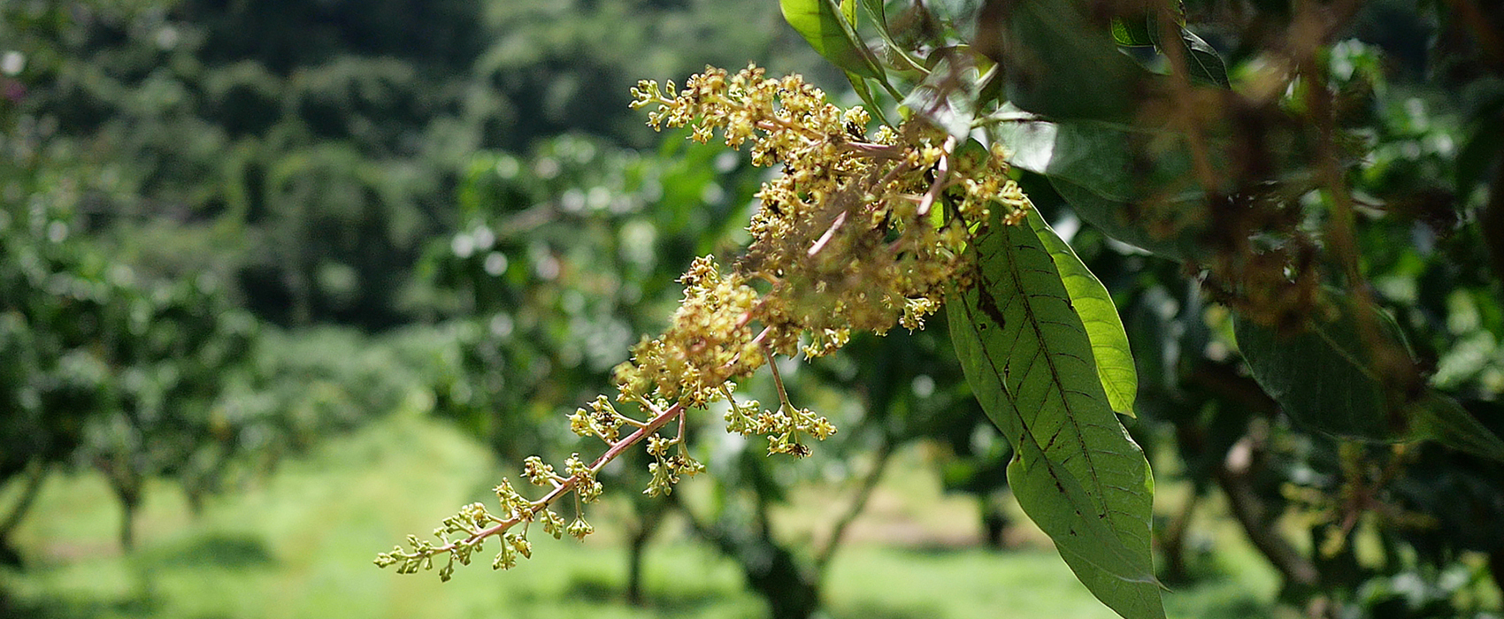 arbres fruitiers