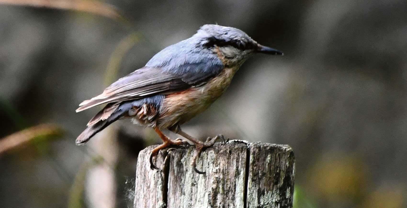 oiseau