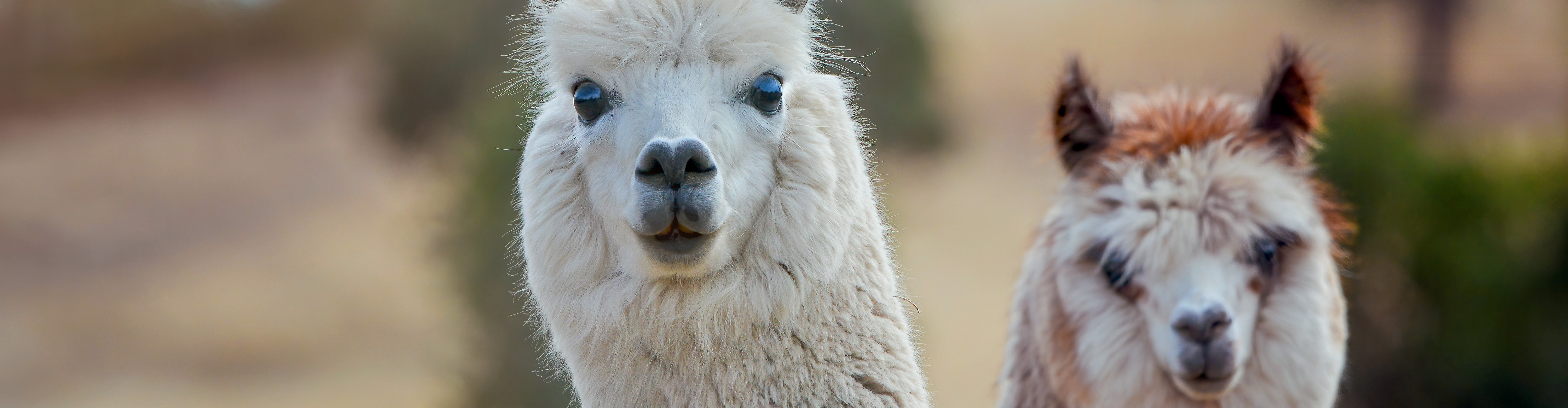 Visite de la ferme pédagogique des lamas de Brandacot