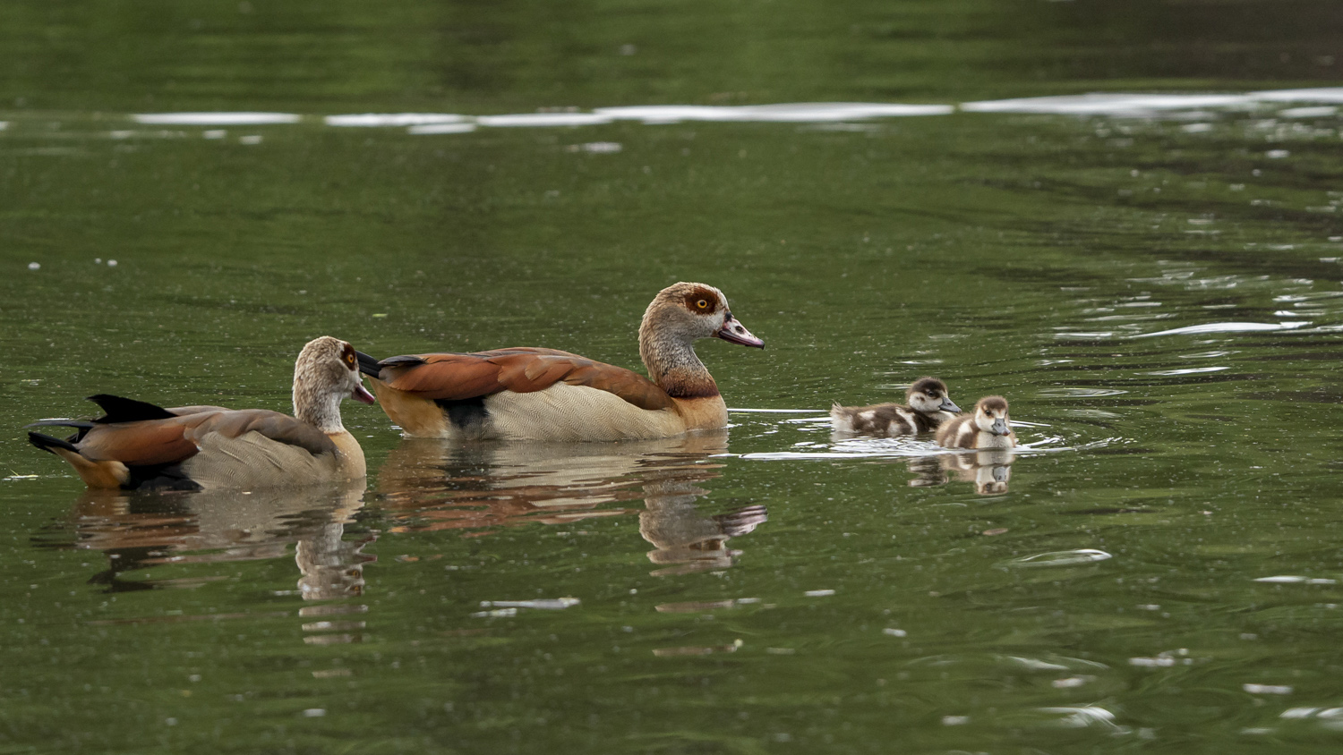 canard