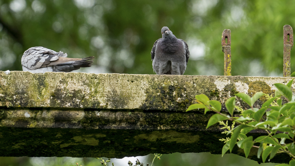 pigeon