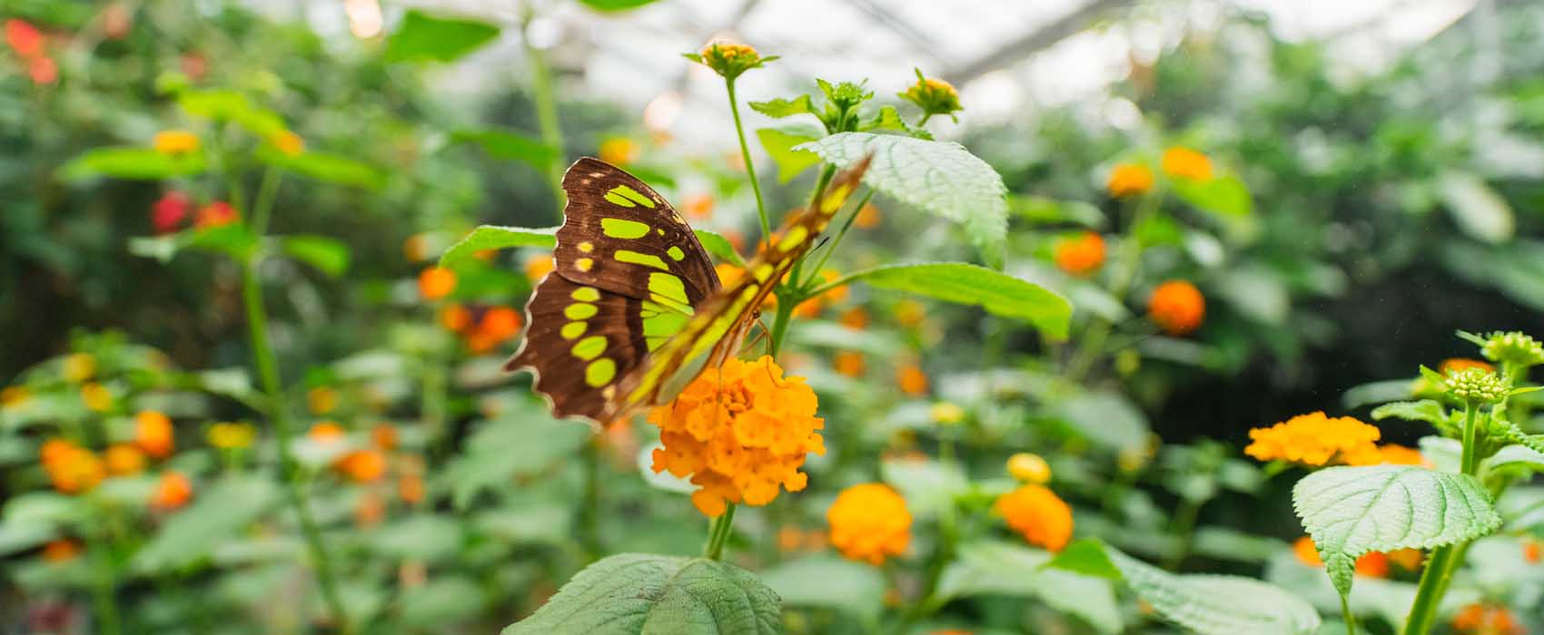 papillons