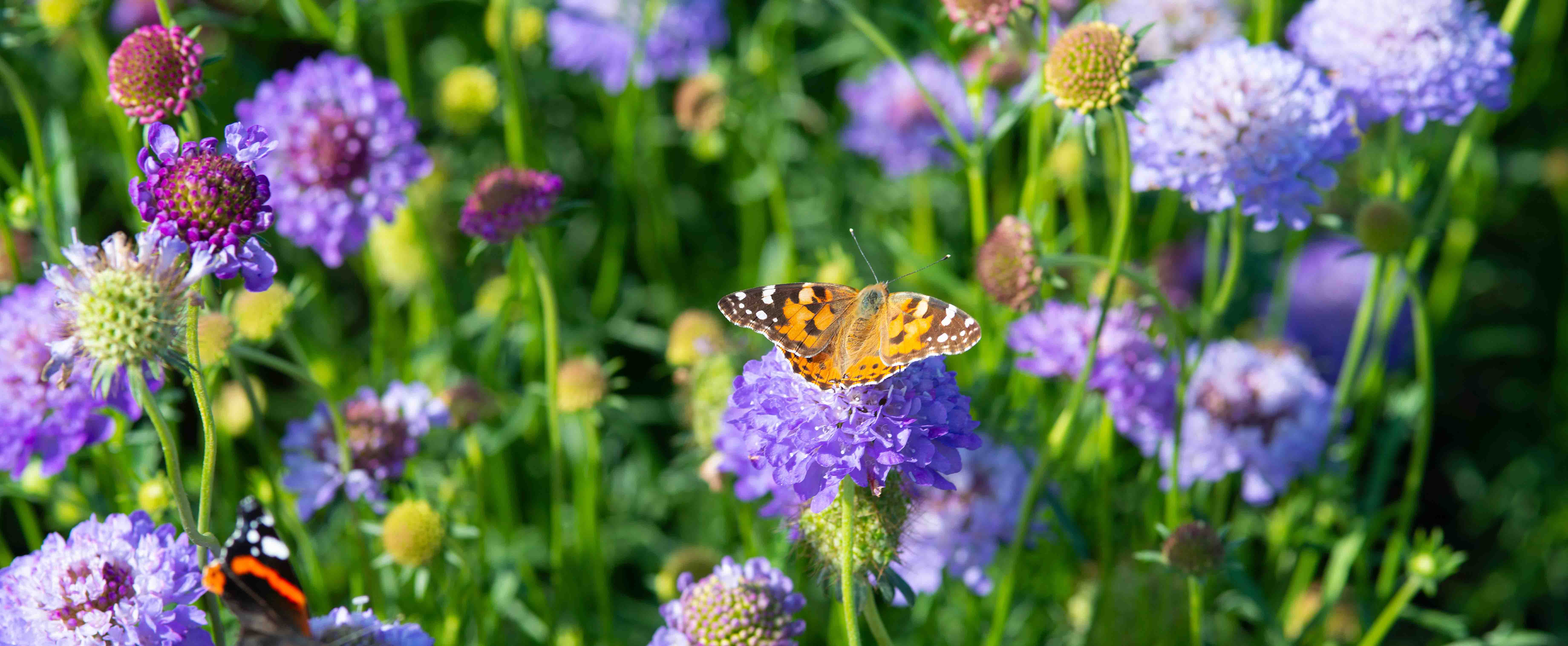 Découverte de la biodiversité