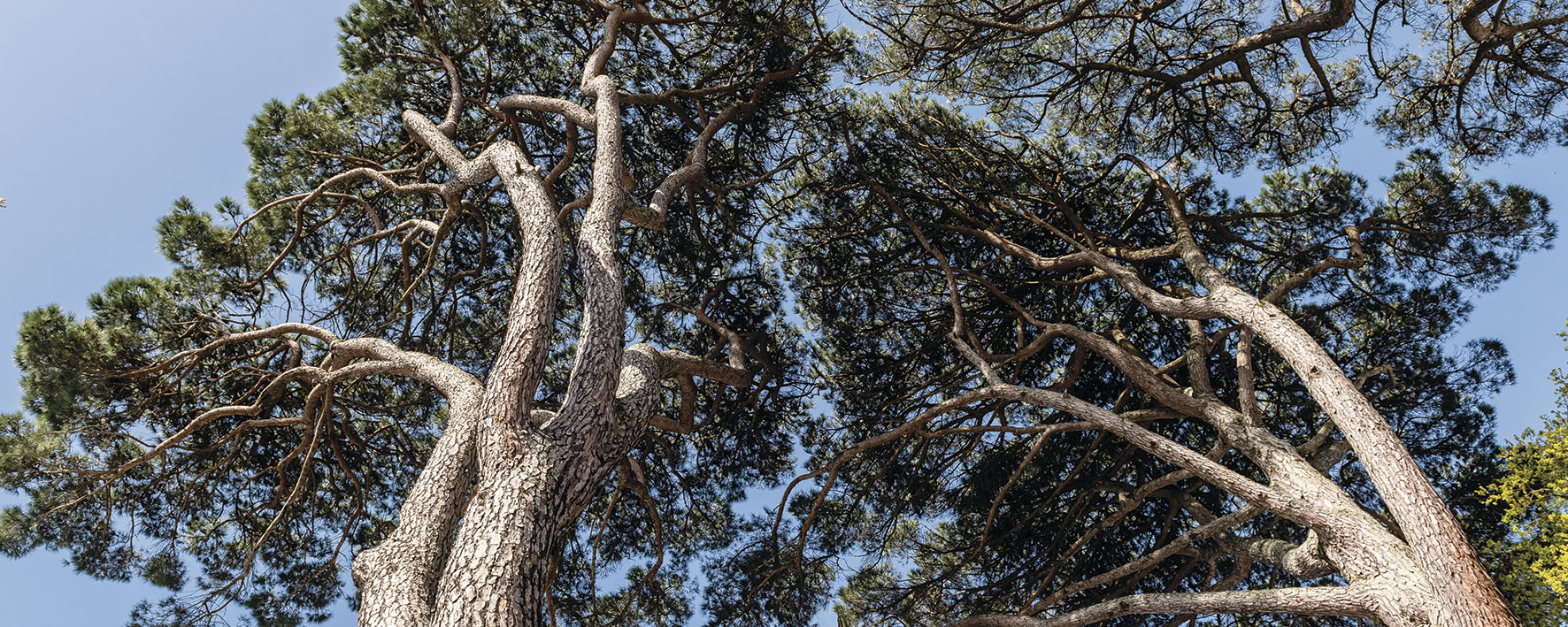 L’Arbre en fête 2025