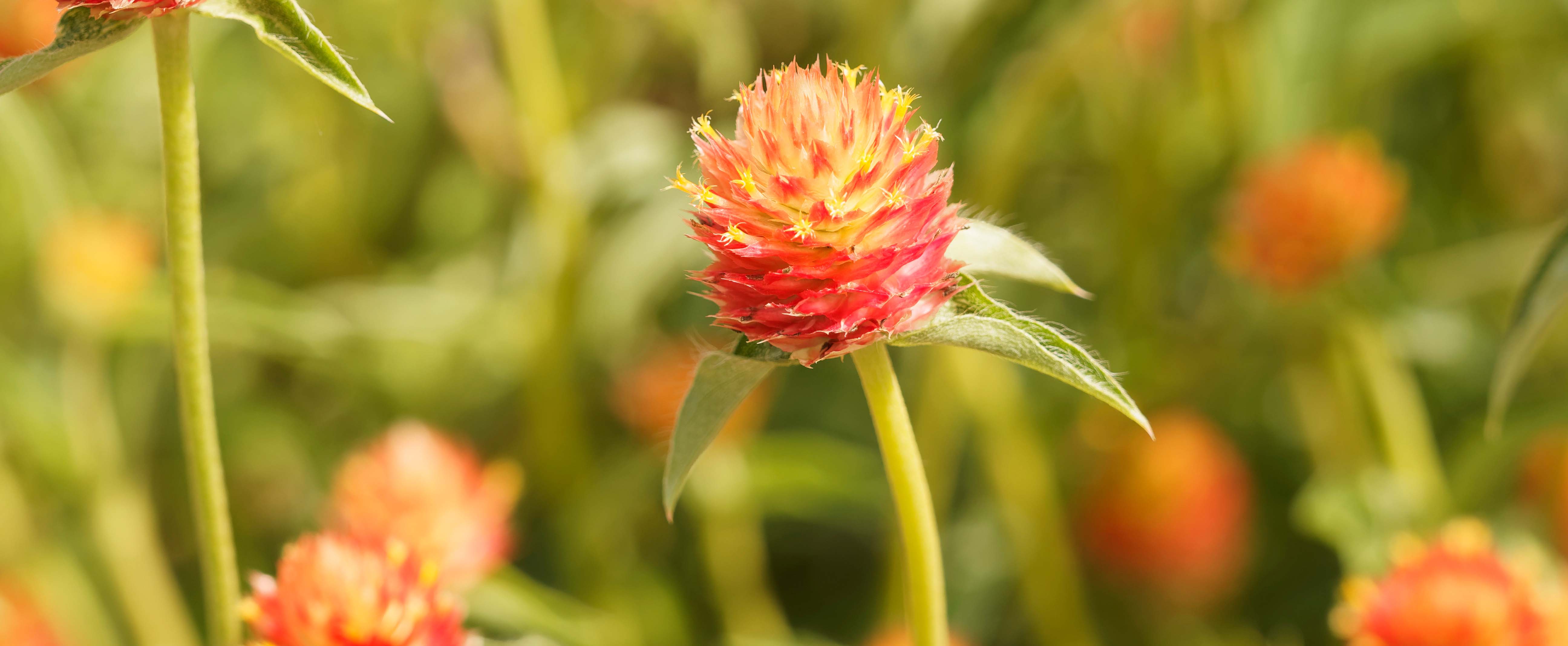 Atelier plantes médicinales