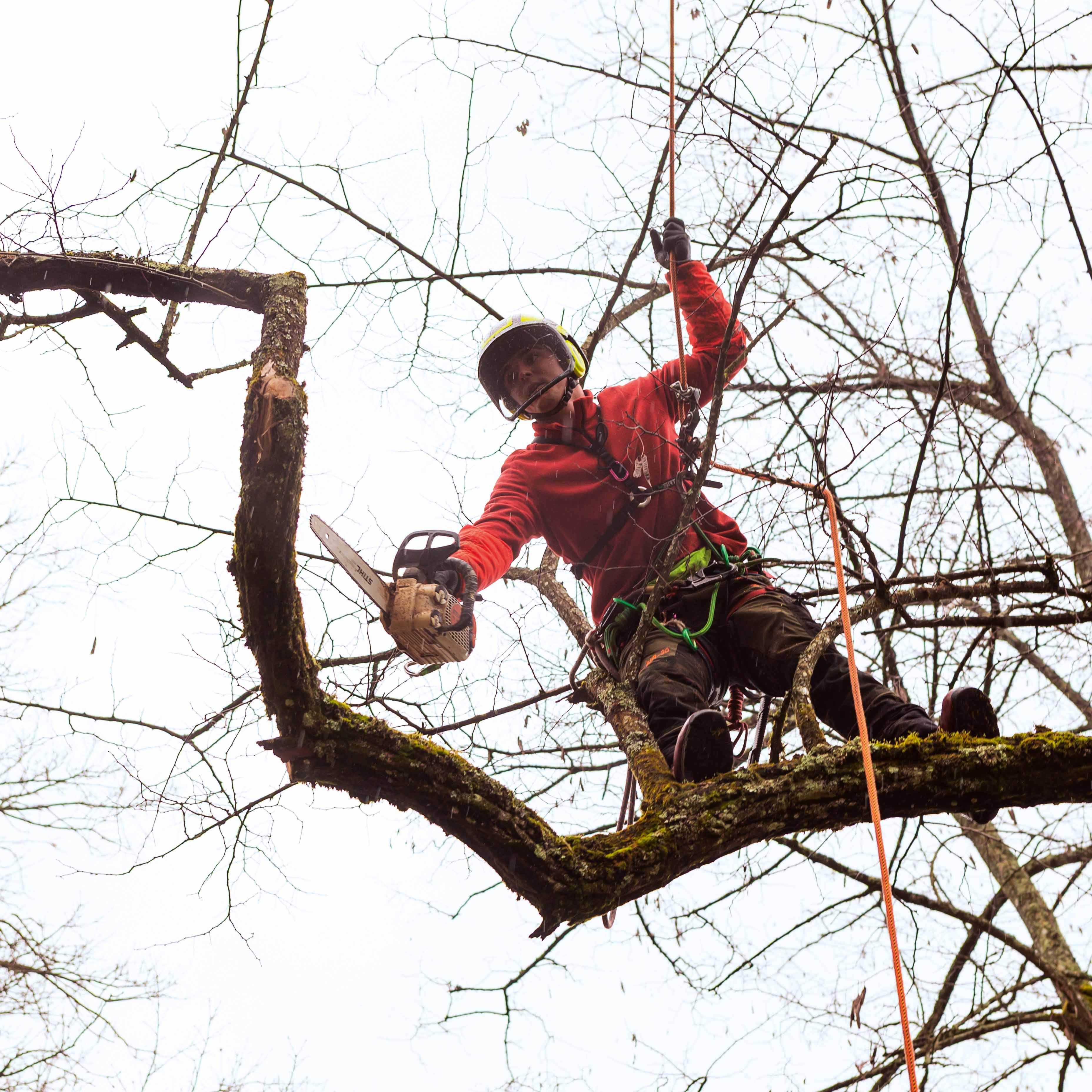 Dans les parcs, l’hiver fait le printemps !