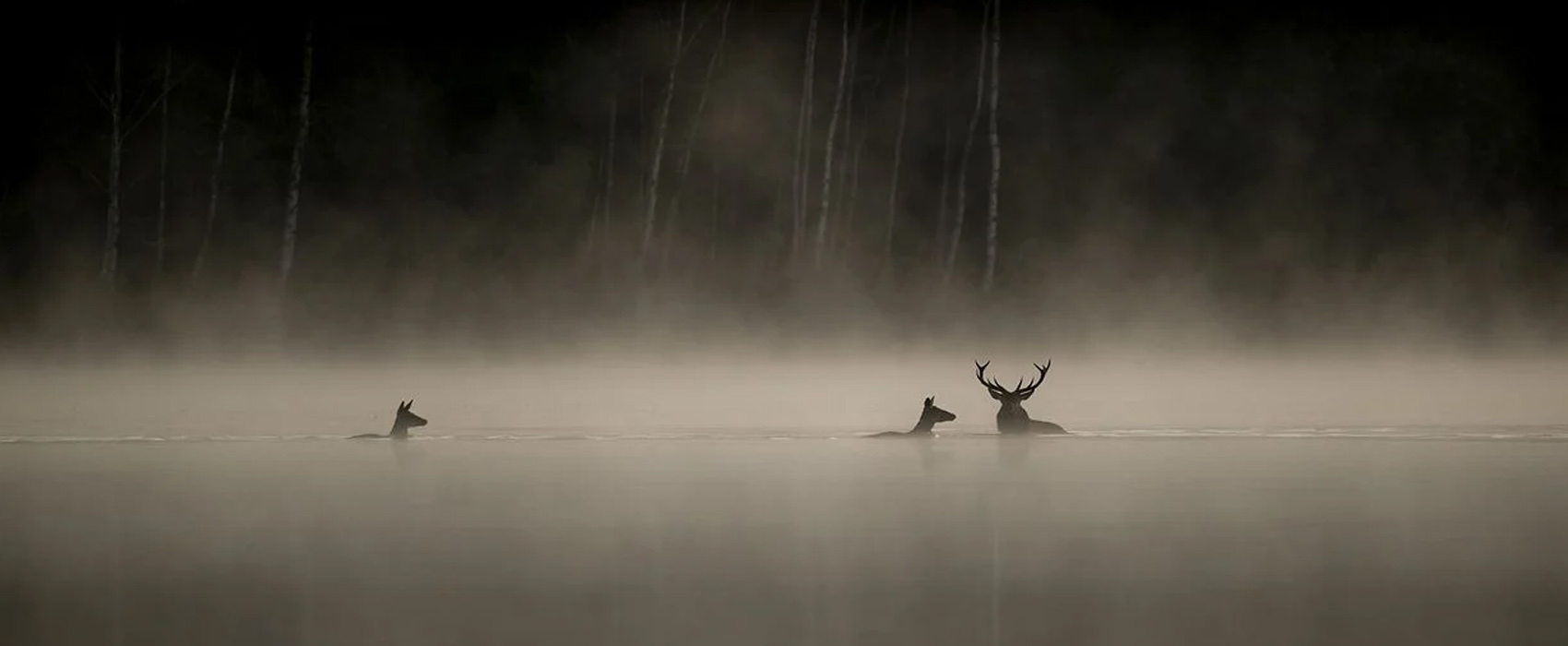 Le chant des forêts