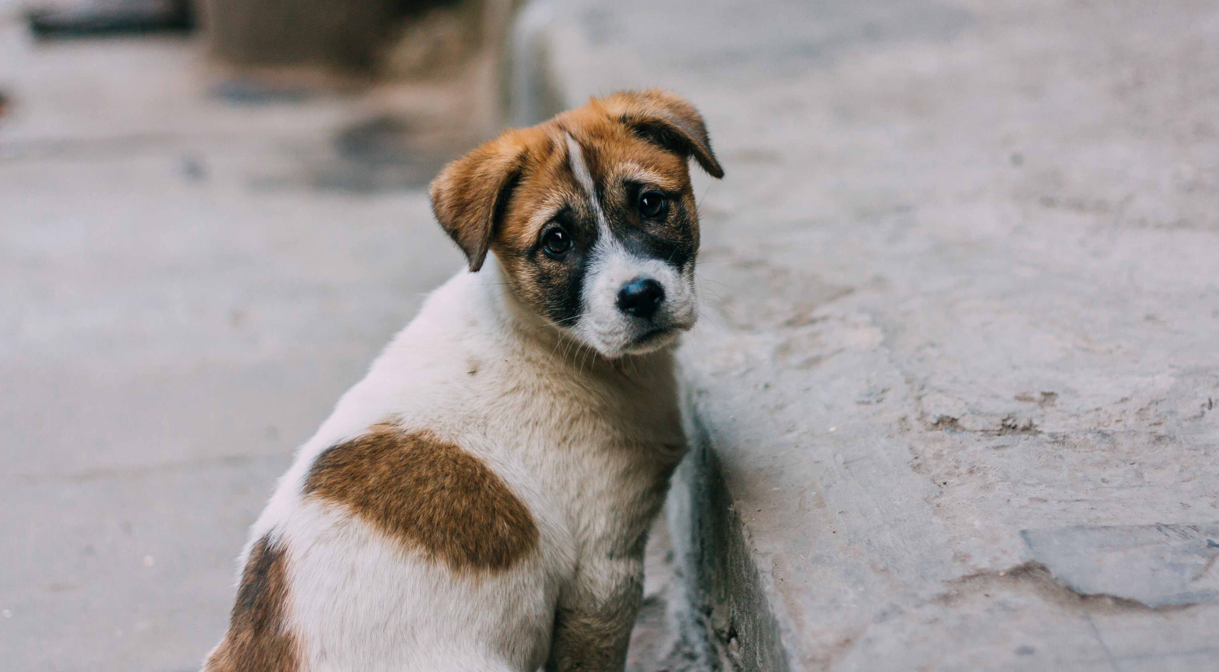 Lui ne vous abandonnerait jamais