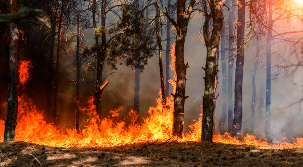 Vigilance feux de forêt orange à Mérignac