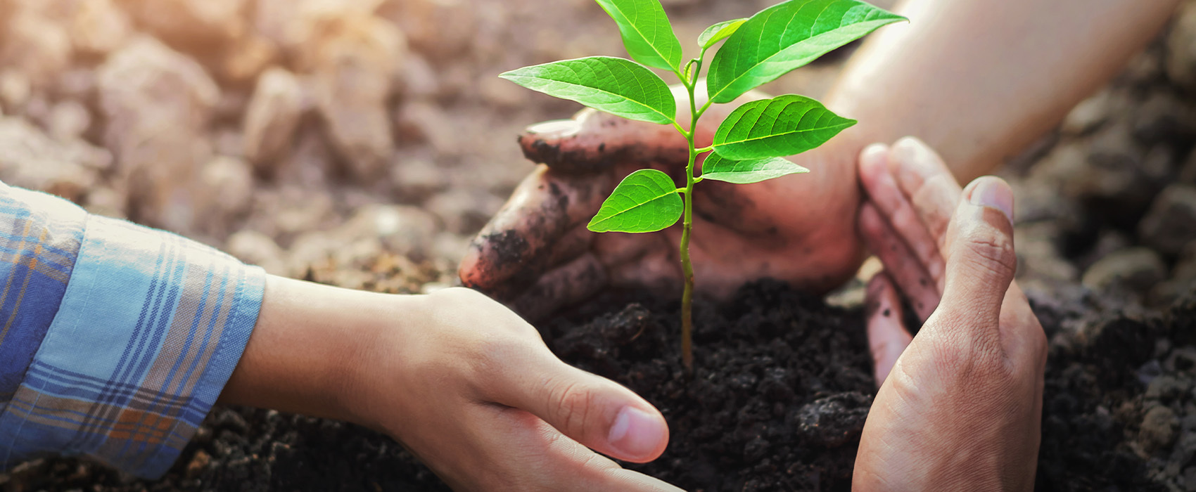 Distribution de plants et vivaces