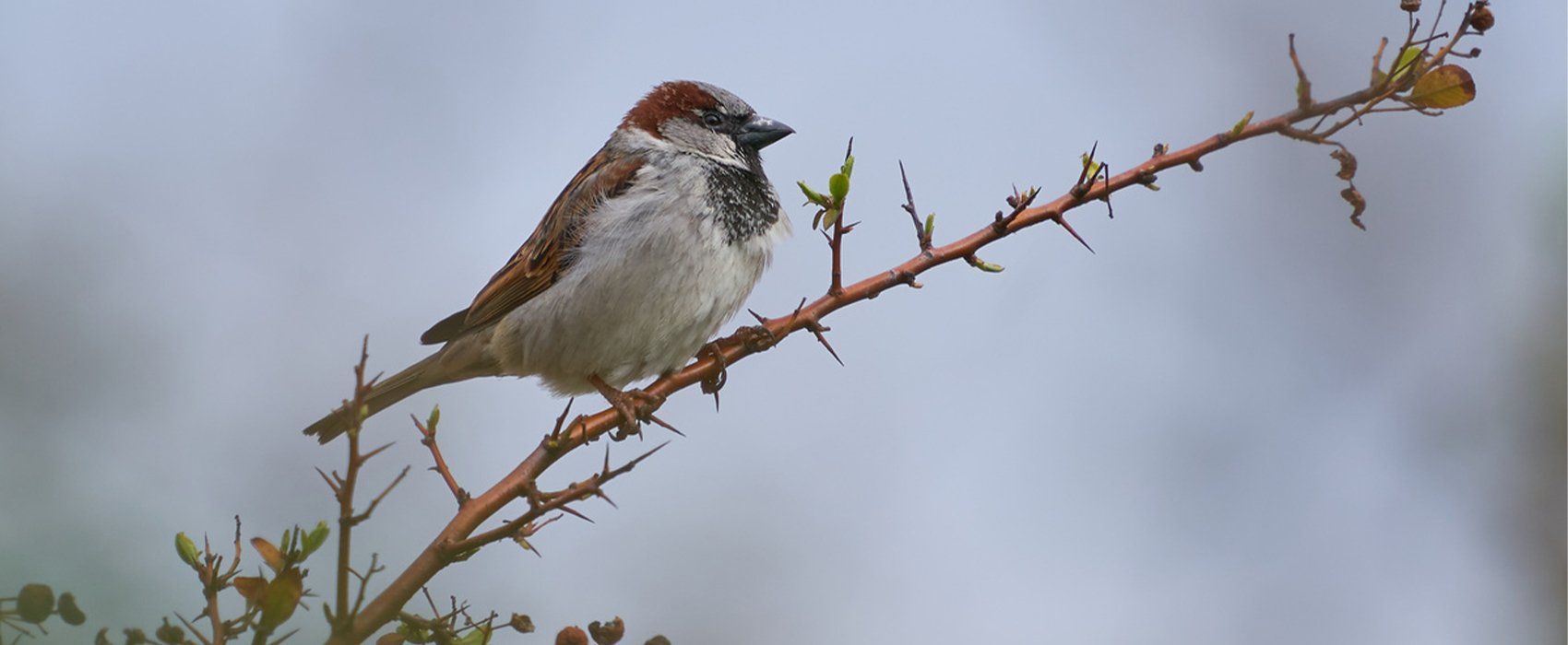 Initiations au chant d'oiseaux