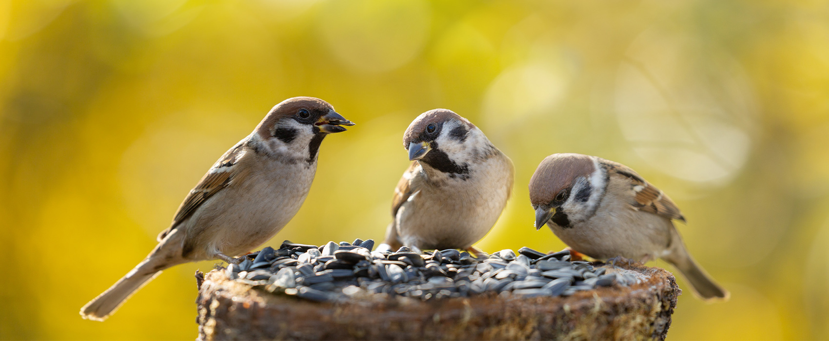 Le Museum chez vous : les oiseaux