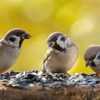 Le Museum chez vous : les oiseaux