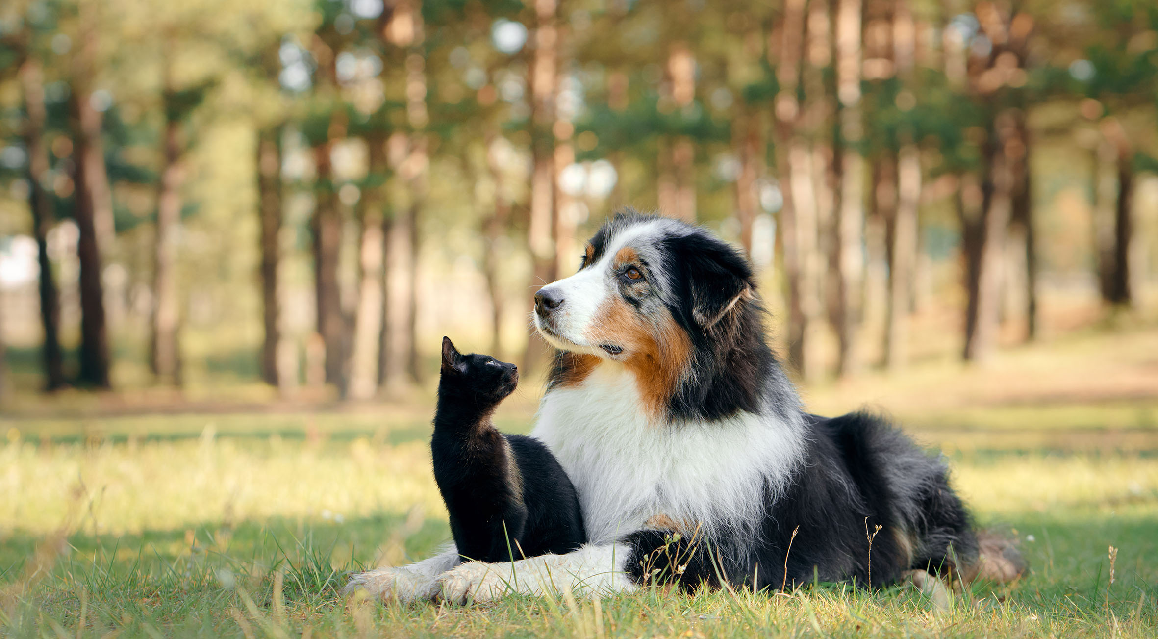 Animaux fortes chaleurs