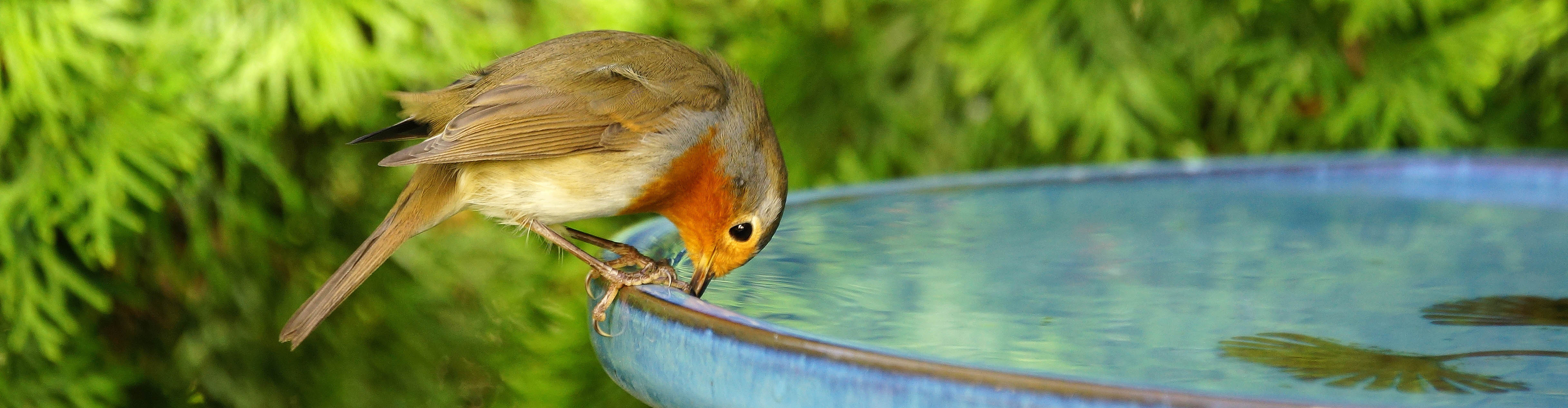 animaux fortes chaleurs