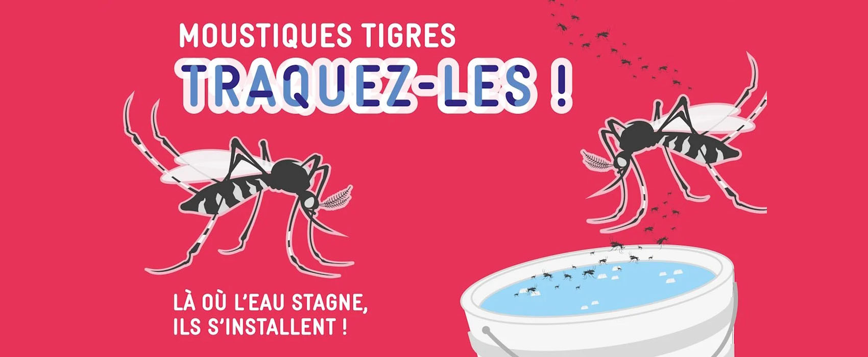 moustiques