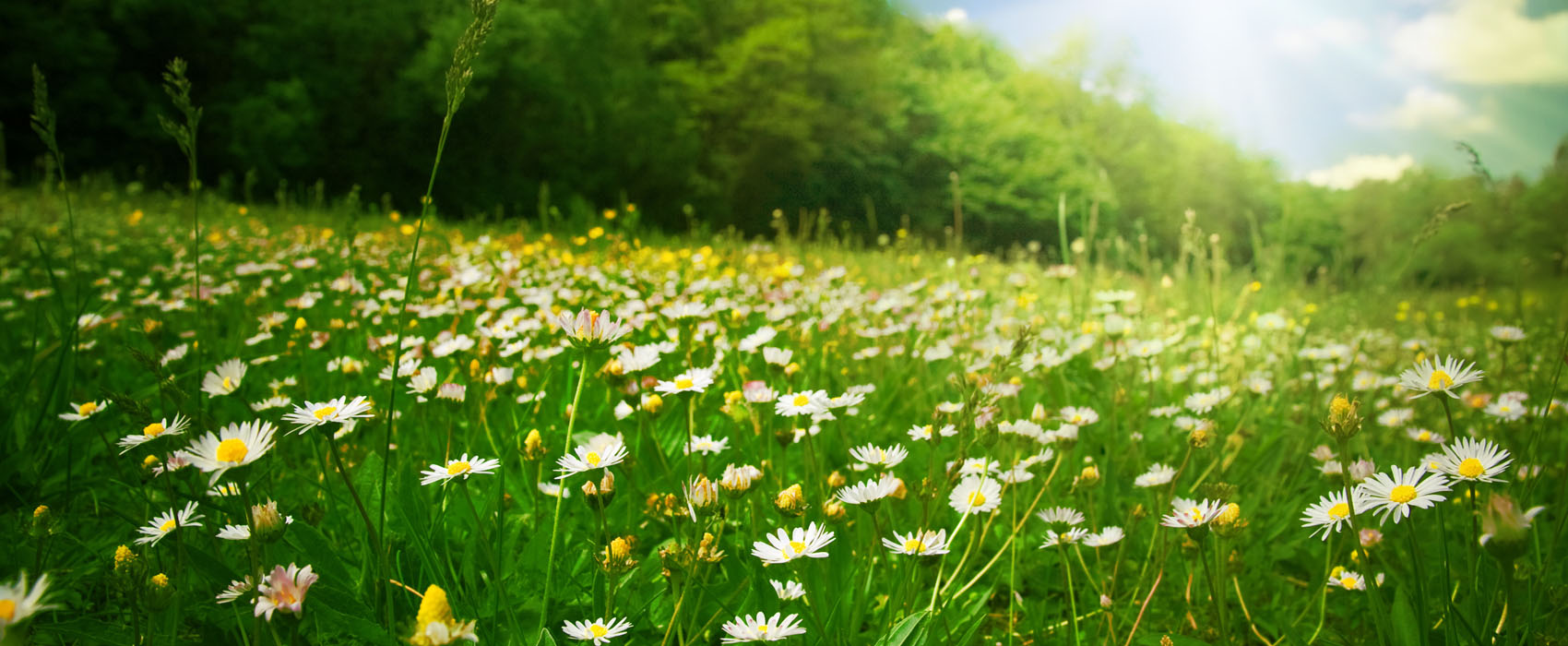 prairie