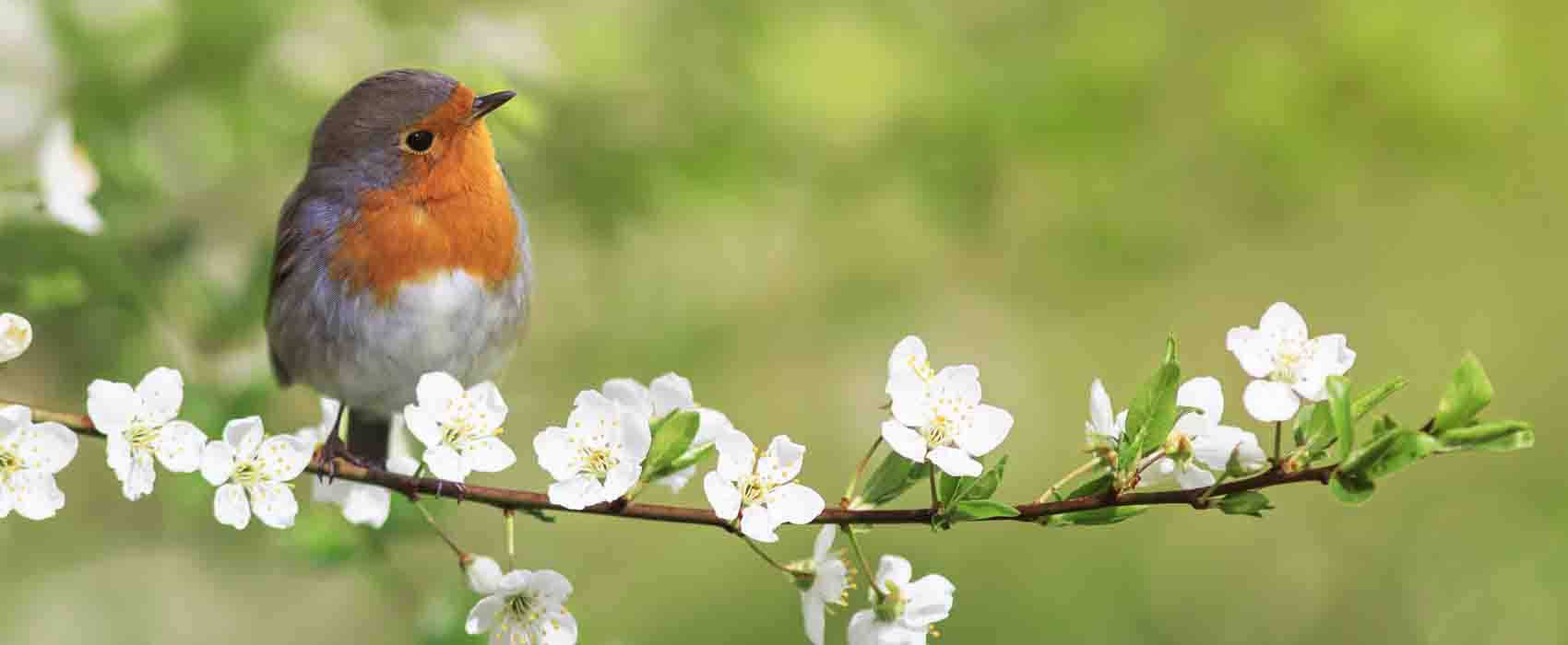 oiseau