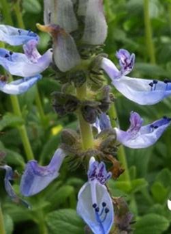 Coleus canina