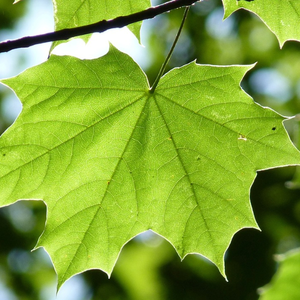 10.000 arbres pour Mérignac Soleil