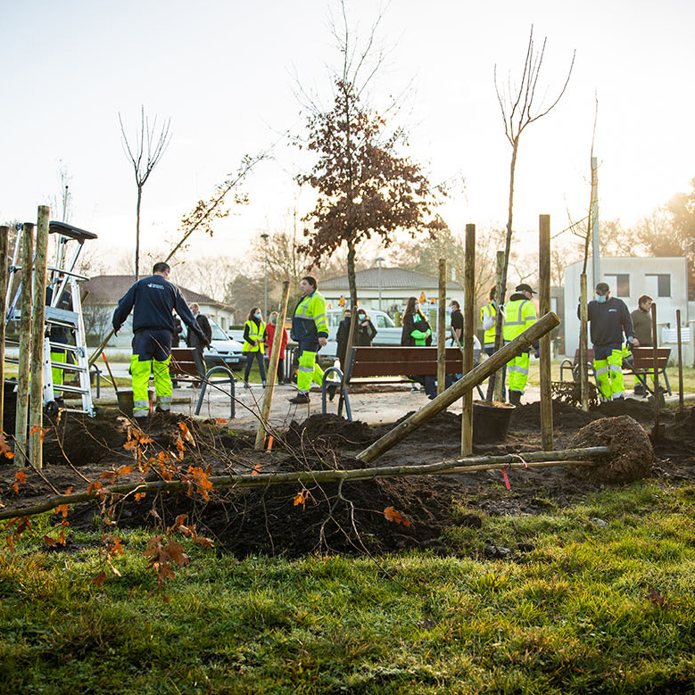 5 raisons de planter des arbres en ville