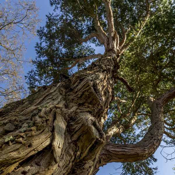La mission « arbres remarquables »