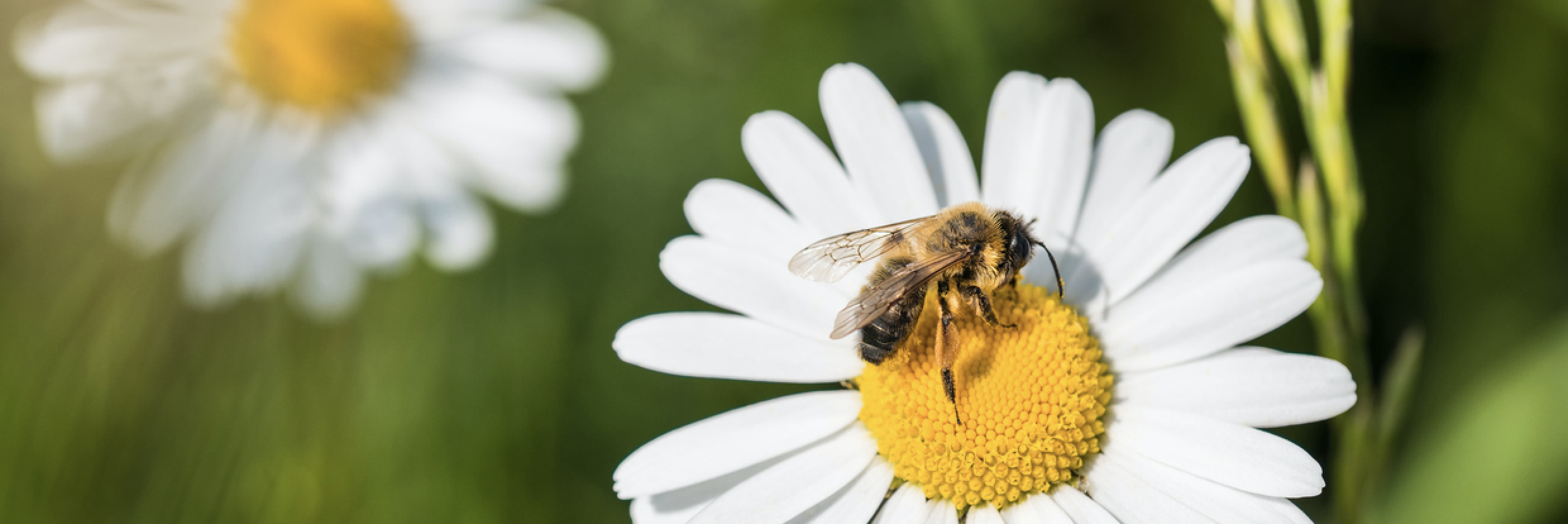 A la rencontre des pollinisateurs avec SPIPOLL 