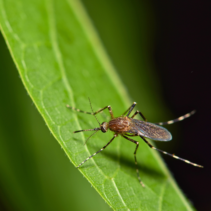 Distribution de larvicide à Mérignac