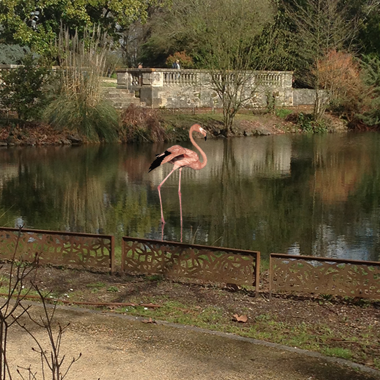 Un agent municipal découvre un flamant rose dans le parc du Vivier à Mérignac