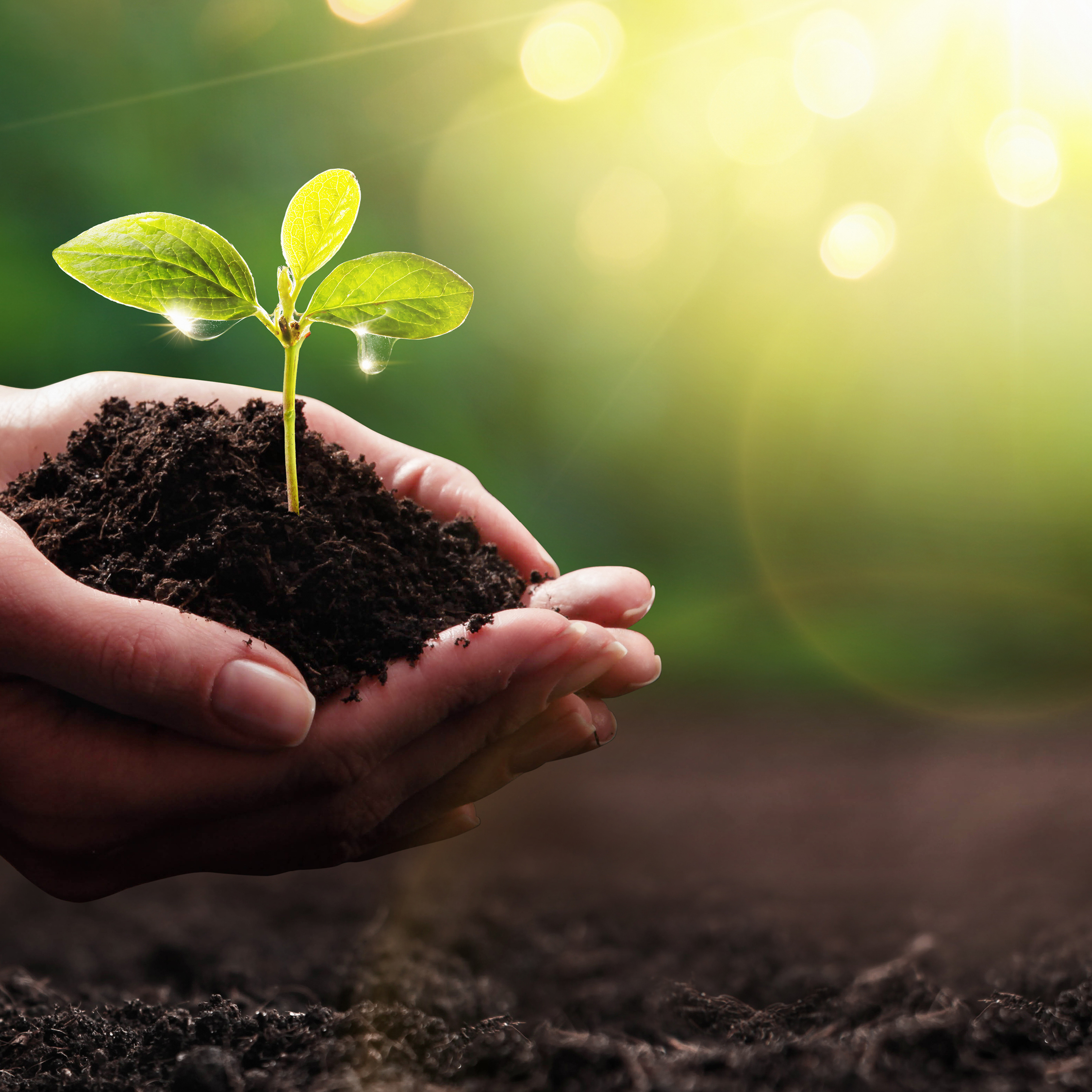 Mérignac participe à la Journée mondiale de l'environnement