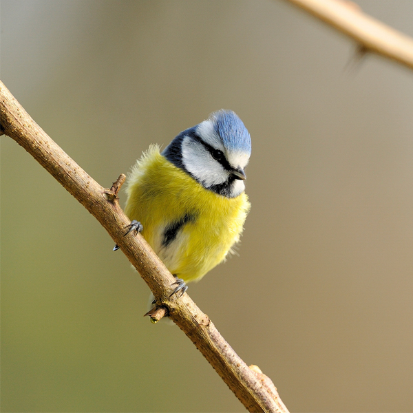 Le Mérignac Magazine du mois d'octobre 2021 est disponible dans le kiosque ! 