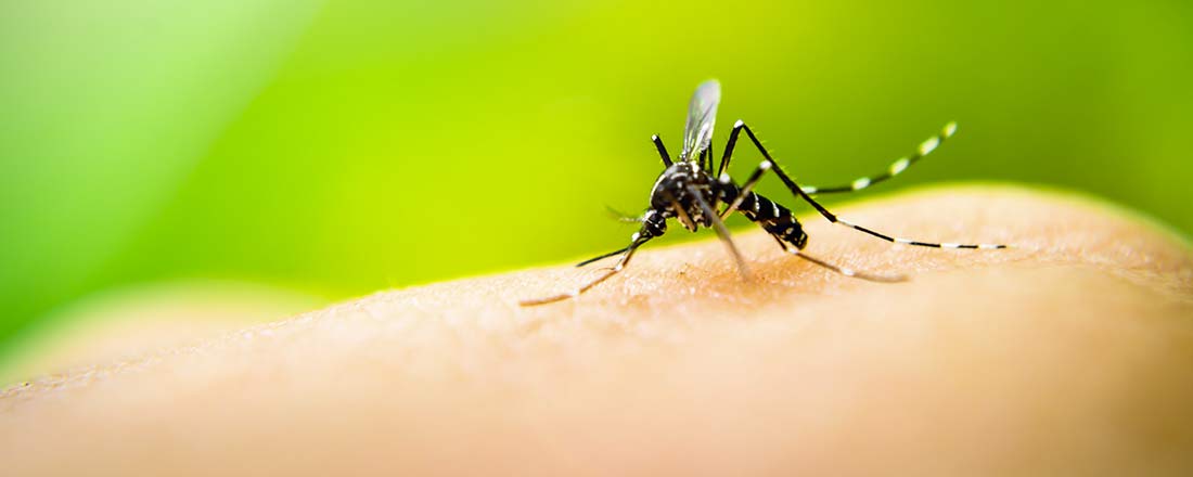 Distribution de pièges à moustiques à Mérignac