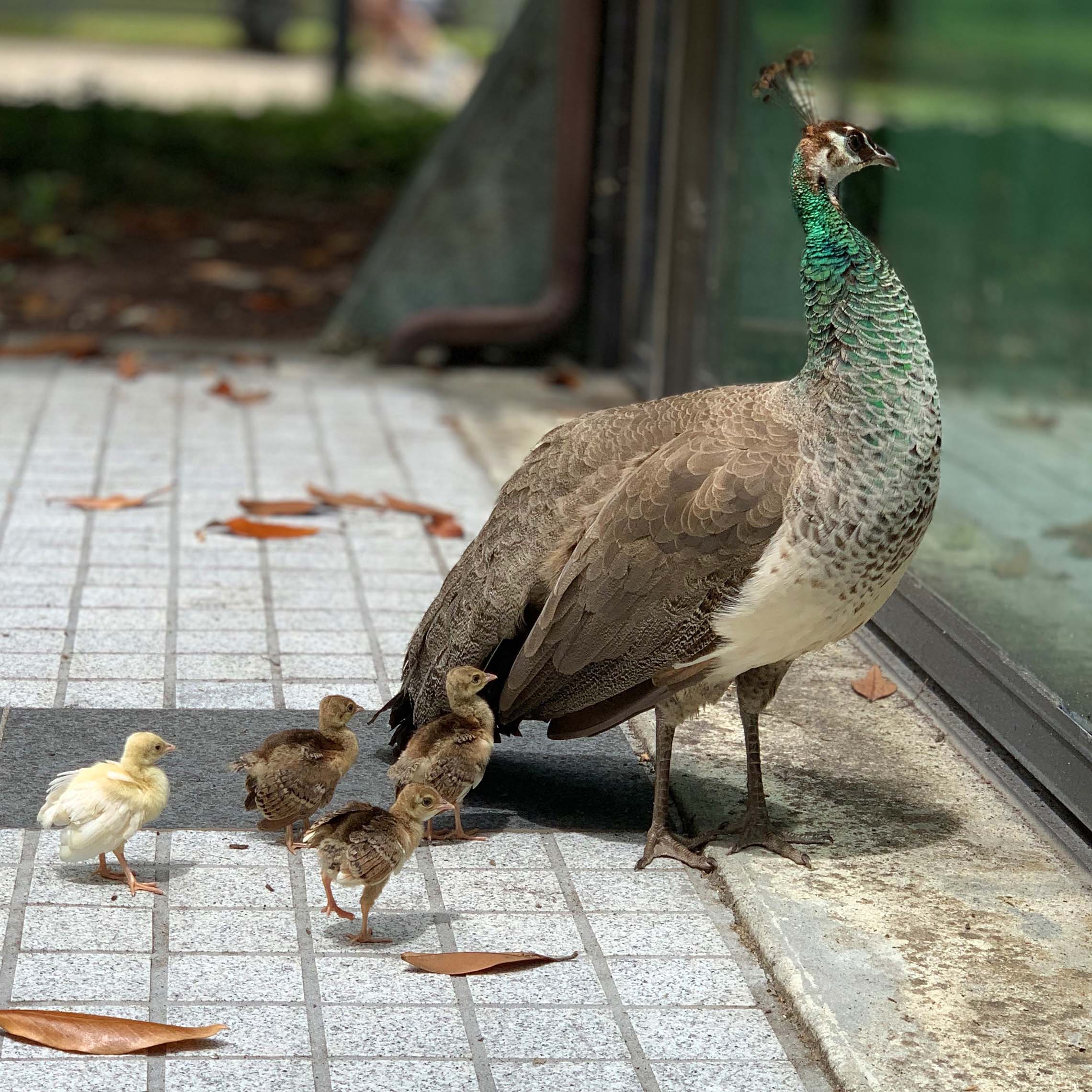 La famille de Léon s'est agrandie !