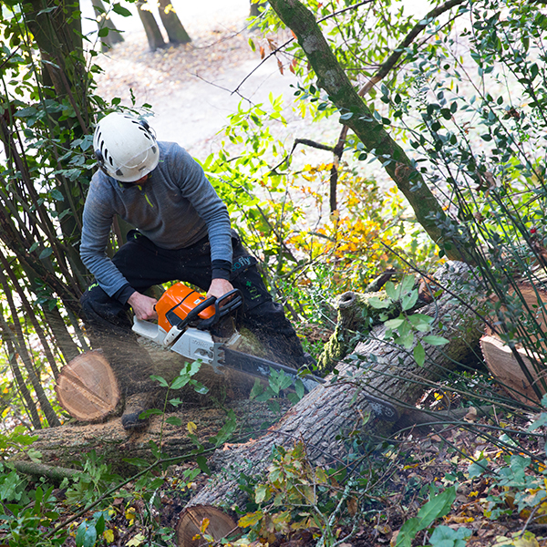 La situation des parcs après la tempête Fabien