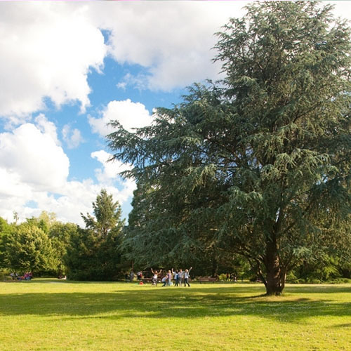 Participez au recensement des arbres remarquables