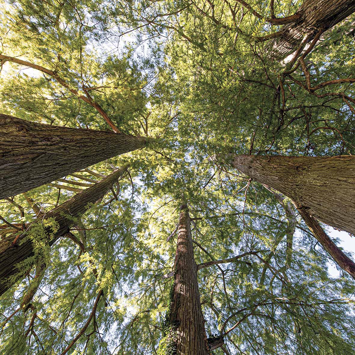 Mérignac, ville forêt