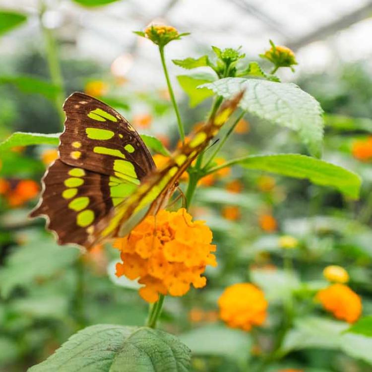 papillons