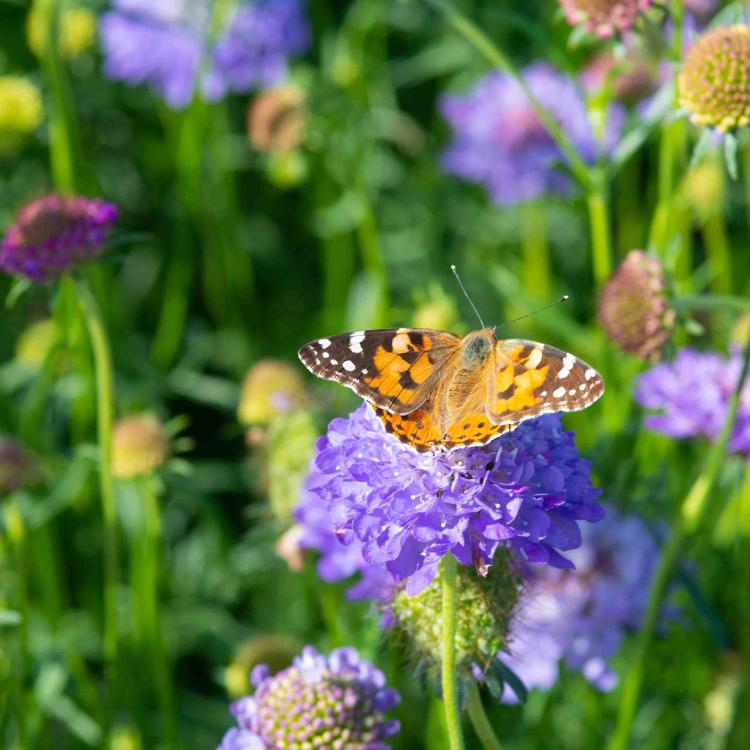 Découverte de la biodiversité