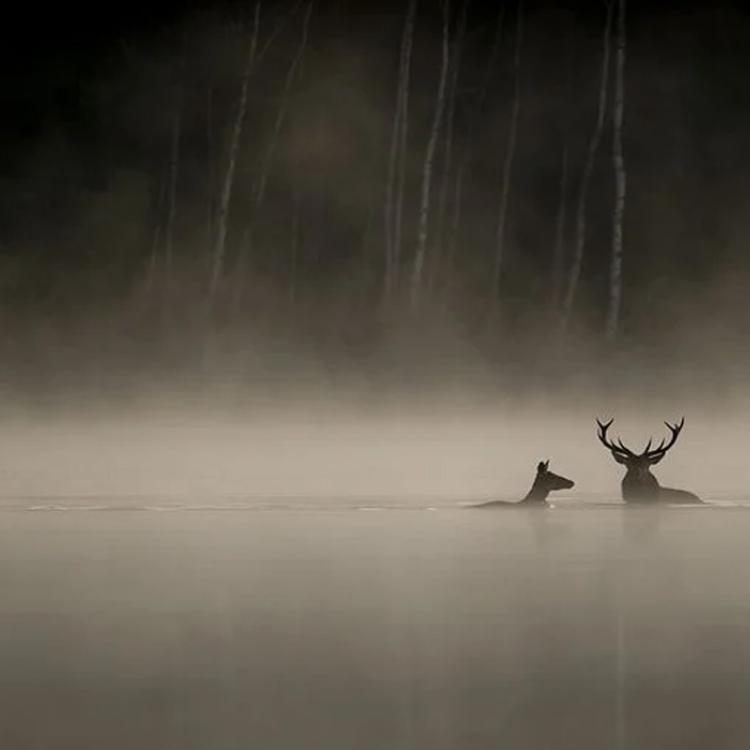 Le chant des forêts